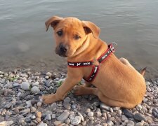 Na chwilę odwróciłam wzrok od syna, a on natychmiast zniknął. Usłyszałam szczekanie mojego psa
