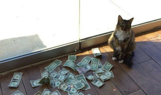 Pracownicy firmy nie mogli zrozumieć, skąd ich kot przynosi pieniądze