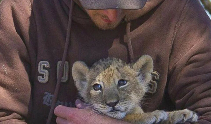 Mężczyzna uratował porzuconą lwicę - teraz są najlepszymi przyjaciółmi