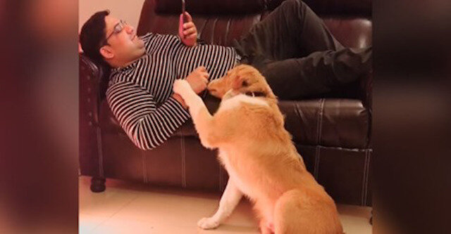 Pies tresuje swojego pana - śmieszne wideo