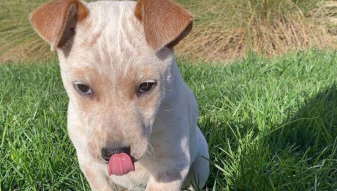 Głuchy pies, który nie może szczekać, rozkochał w sobie media społecznościowe