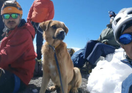 Alpiniści wspięli się na najwyższy wulkan w Meksyku, aby uratować bezdomnego psa