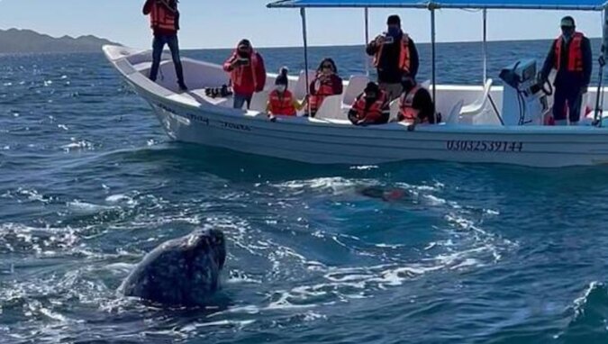 Wieloryb całujący turystów został uchwycony na wideo