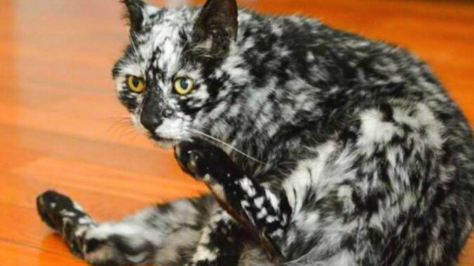 Historia kota Flapa o niezwykłym marmurkowym umaszczeniu