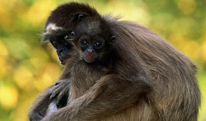 Dobry nastrój: 10 najbardziej uroczych ras małpek na świecie