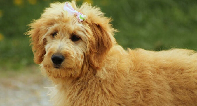 „Nie spodobała się fryzura”: pies został poważnie obrażony na właścicielkę za wizytę u groomera. Wideo
