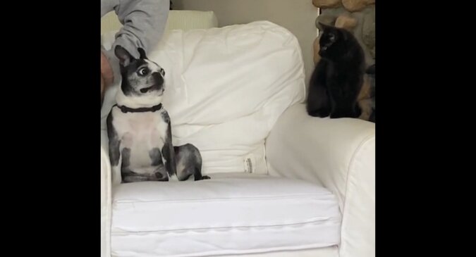 Bojaźliwe spojrzenie psa na nowego kociaka w domu rozśmieszyło wszystkich. Wideo