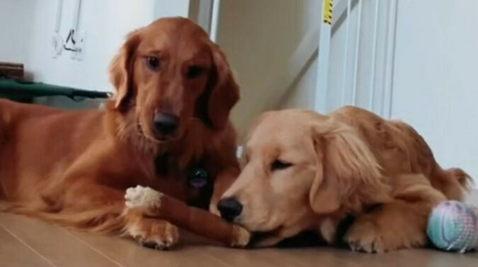 Chytry pies ukradł smakołyk przyjacielowi i stał się sławny dzięki swojej wytrwałości. Wideo