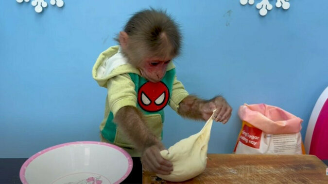 „Nie ma chleba na śniadanie - zrób go sam!”: w Internecie pojawił się filmik z bardzo sprytną małpką. Wideo