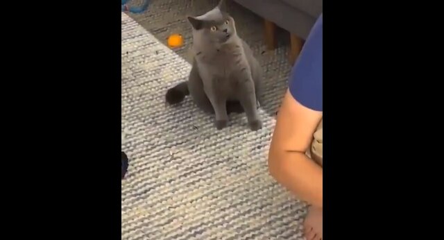 Tak wygląda zdrada: spojrzenie kota na zabawę właściciela z kotkiem rozśmieszyło sieć. Wideo