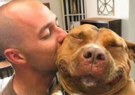 Pitbull od momentu opuszczenia schroniska nie przestaje się uśmiechać. Te zdjęcia mówią same za siebie