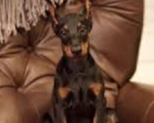 Kiedyś zabrałam olśniewającej urody rocznego dobermana z rodziny pijącej
