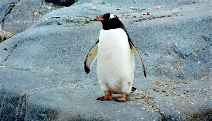 Co się stanie jeśli połaskotać pingwina?