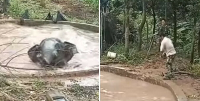 Ludzie pomogli zdesperowanemu słoniowi, który wpadł do wody