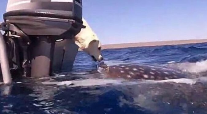 Pies „pocałował” rekina wielorybiego. Wideo