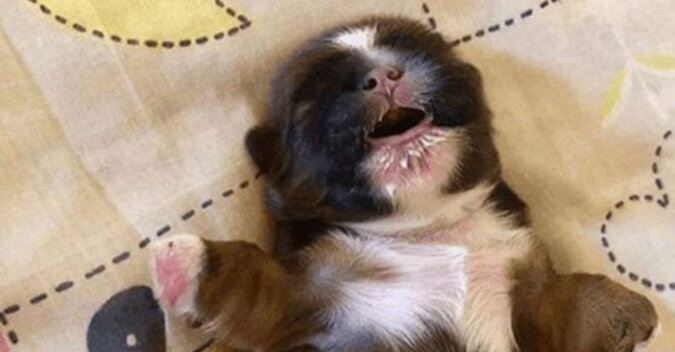 Zabawny pies przyciągnął uwagę użytkowników sieci społecznościowych swoją miłością do snu