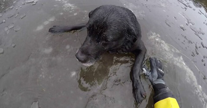 Mimo że ratowniczka czołgała się za psem po cienkim lodzie, tafla załamała się pod nią i kobieta znalazła się w zimnej wodzie. Wideo