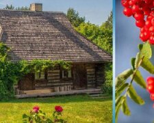 Drzewa w pobliżu domu. Co można, a czego nie można sadzić: wierzenia