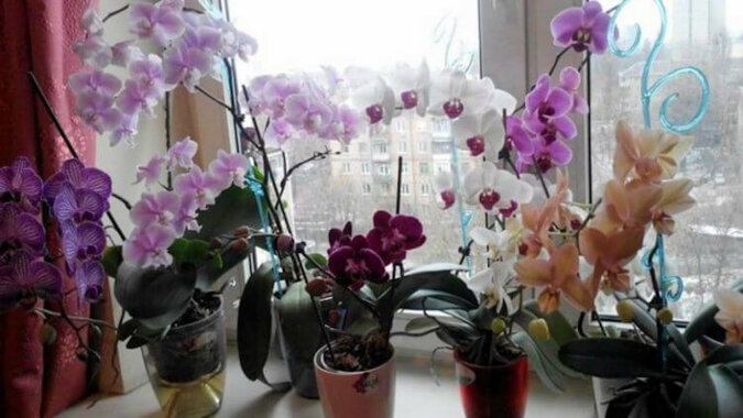 Nigdy nie trzymajcie orchidei w domu: w pracy można, ale w domu - nigdy