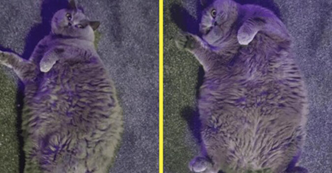 Gruba kotka nabierała wagę nawet będąc na diecie, nie wiadomo dlaczego