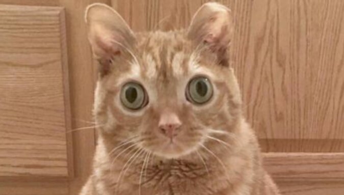W Stanach Zjednoczonych można znaleźć najbardziej „zdziwionego” kota