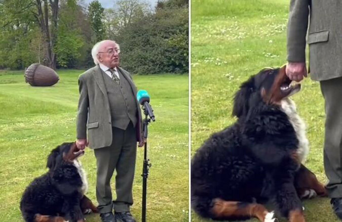 Pies prezydenta Irlandii próbował bawić się ze swoim właścicielem podczas przemowy