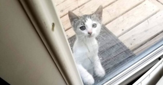 Obok drzwi przechodził kotek. Bał się ludzi i ukrywał się, ale głód sprawił, że musiał wrócić