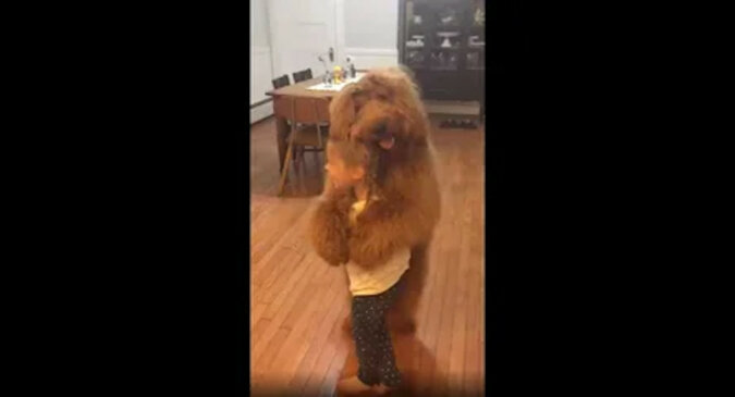 Taniec uroczego dziecka z gigantycznym psem podbił sieć. Wideo