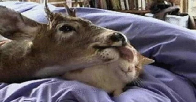 Filmik pokazuje, jak kot uchronił jelenia pozostawionego bez matki