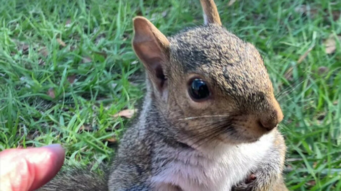 Bardzo przyjazna wiewiórka dała się pogłaskać i rozkochała w sobie użytkowników Internetu. Wideo