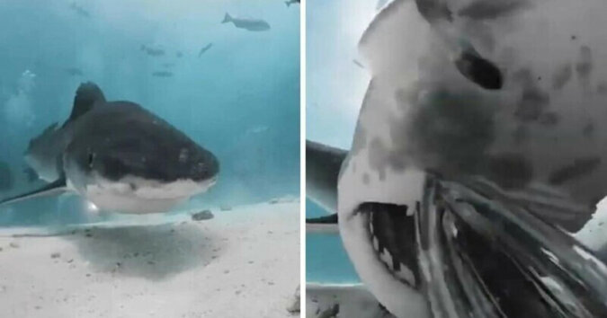 Wewnątrz paszczy drapieżnika: rekin próbował zjeść kamerę