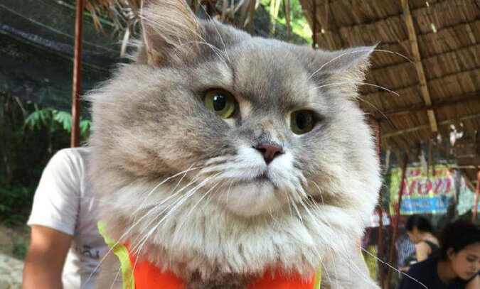 To najpopularniejszy kot w Tajlandii. Poznajcie - to jest Bone Bone