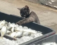 Kot zmęczył się patrzeniem na ryby i zaczął działać. Wideo