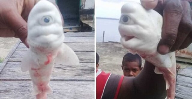 Jednooki i biały: w Indonezji został znaleziony rekin cyklop, który jest albinosem