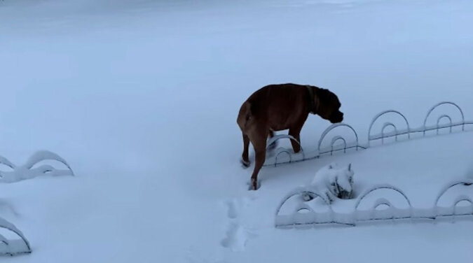 Reakcja psa na pierwszy śnieg oczarowała użytkowników sieci. Wideo