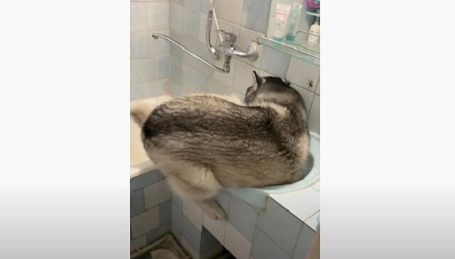 Dorosły husky spróbował umyć się w zlewie, zapominając, że nie jest już szczeniakiem