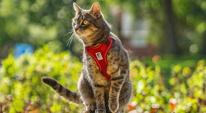 „Przygody ma we krwi”: odważny kot wszędzie towarzyszy swojej właścicielce