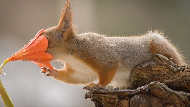 Fotograf robi zdjęcia wiewiórkom od 6 lat! Najlepsze zdjęcia
