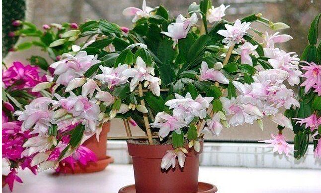 Najprostszy nawóz, który podoba się domowym roślinom