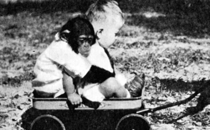 Makabryczny eksperyment małżeństwa Kelloggów: para wychowywała syna i szympansa jak brata i siostrę