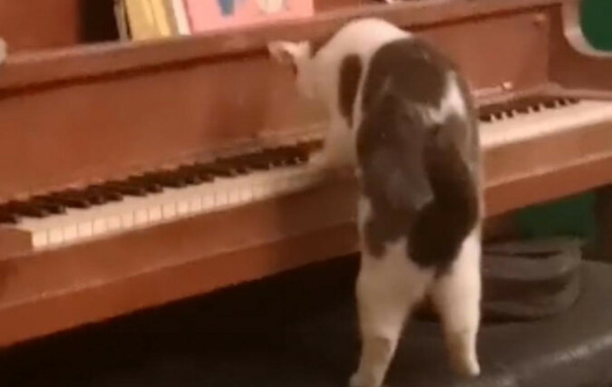 Dziewczyna sfilmowała jak jej kot z entuzjazmem gra na pianinie