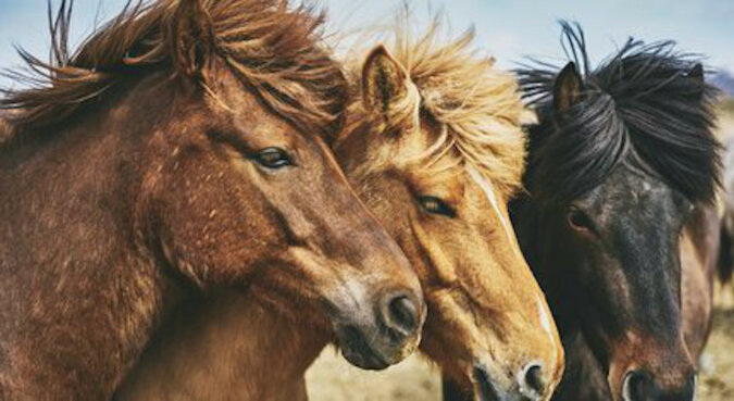 Stado dzikich koni pozostawiło turystów zaskoczonych, wzruszonych i bez jedzenia