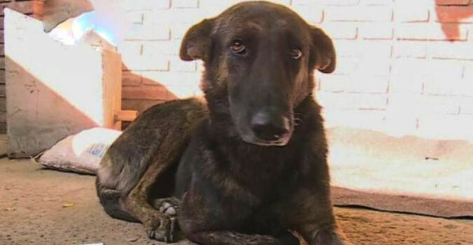 Wierny pies przemierzył 160 kilometrów, aby odnaleźć ludzi, którzy kiedyś go uratowali