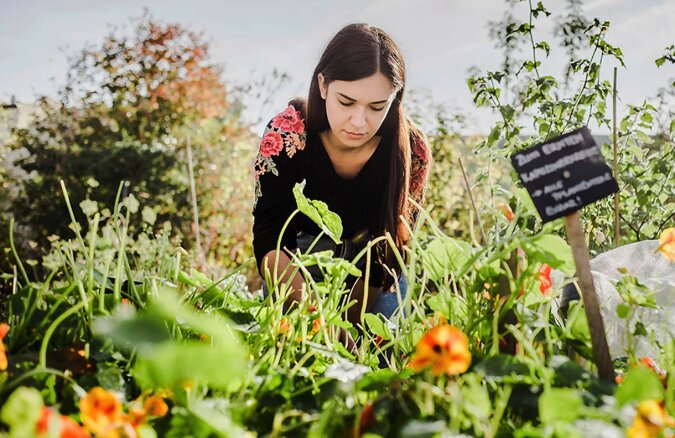 Nagietki, nasturcje i macierzanki: dlaczego warto sadzić je w ogrodzie warzywnym?