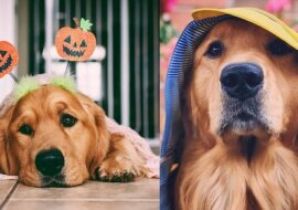 Golden Jackson to najsłodszy retriever