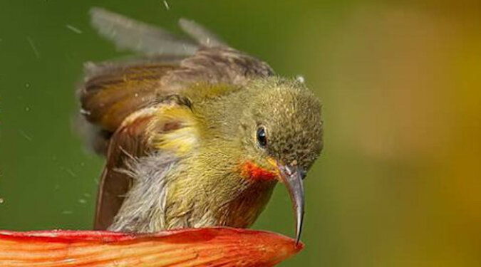 Fotograf uchwycił malutkiego ptaka, używającego płatka kwiatu jako wanny