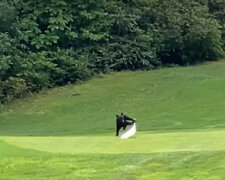 Trzy niedźwiadki zaczęły wygłupiać się i rozrabiać na polu golfowym. Wideo