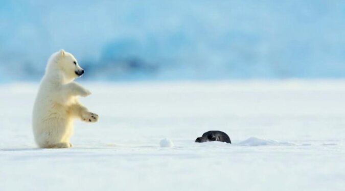 Uroczy niedźwiadek polarny podskoczył, gdy foka przebiła się przez lód