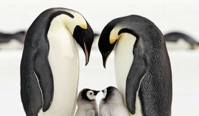 Zdjęcia zakochanych zwierząt roztopią nawet najbardziej lodowate serce