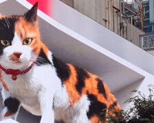 Gigantyczny, hiperrealistyczny kotek zamieszkał na jednej z ulic w Tokio